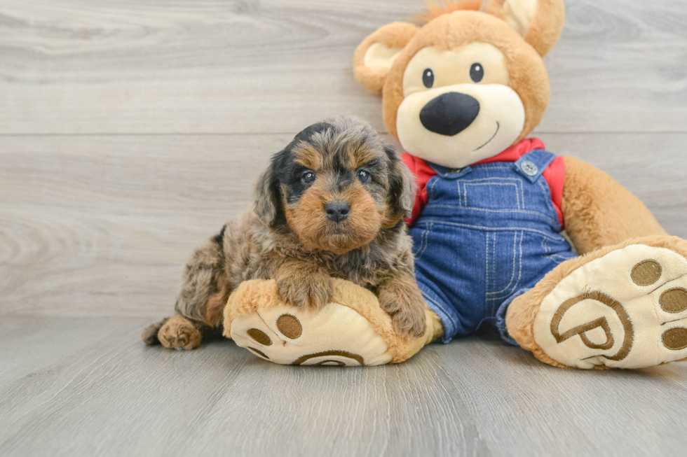 Mini Goldendoodle Puppy for Adoption