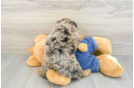 Best Mini Goldendoodle Baby