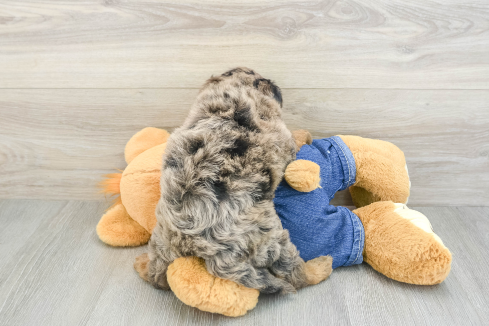 Best Mini Goldendoodle Baby