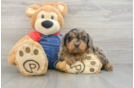 Smart Mini Goldendoodle Poodle Mix Pup