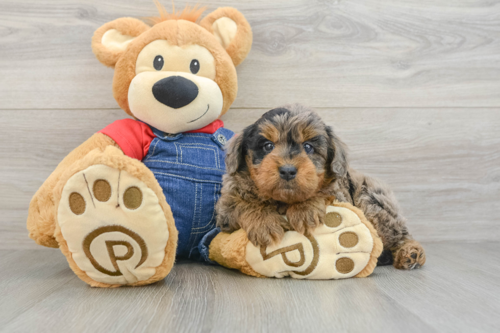 Smart Mini Goldendoodle Poodle Mix Pup