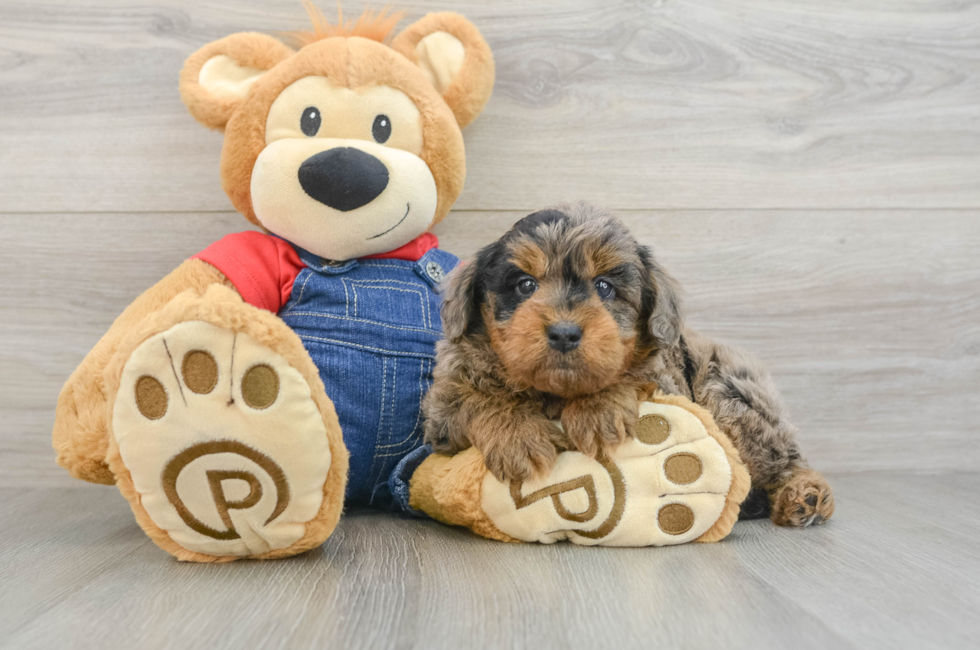 5 week old Mini Goldendoodle Puppy For Sale - Seaside Pups