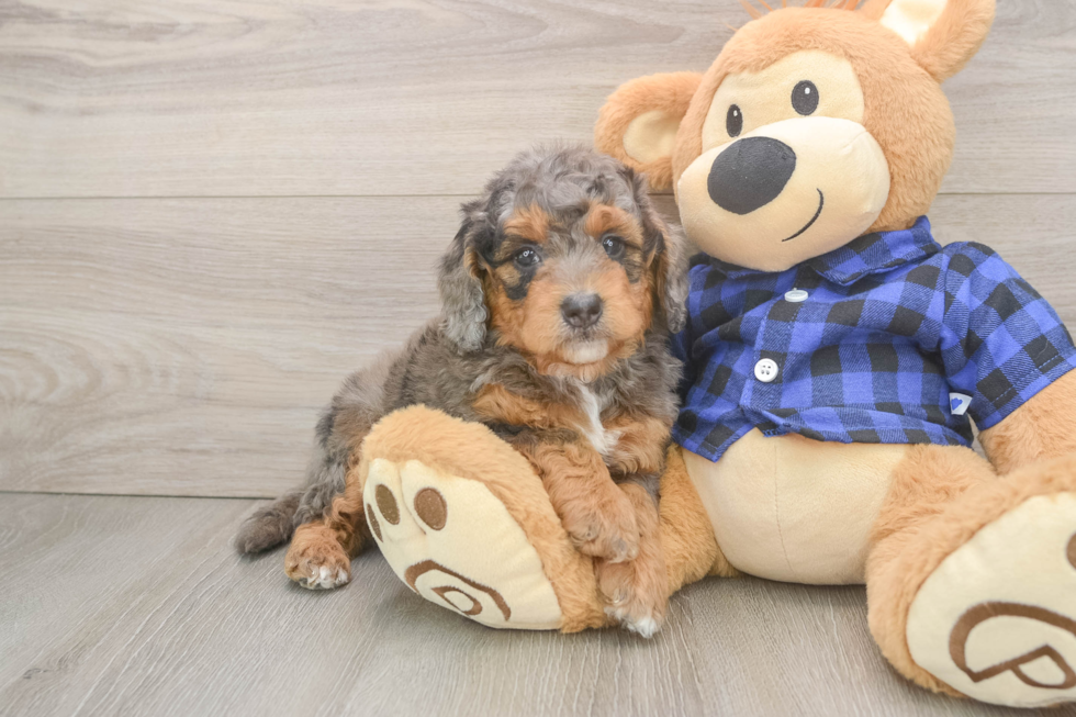 Best Mini Goldendoodle Baby