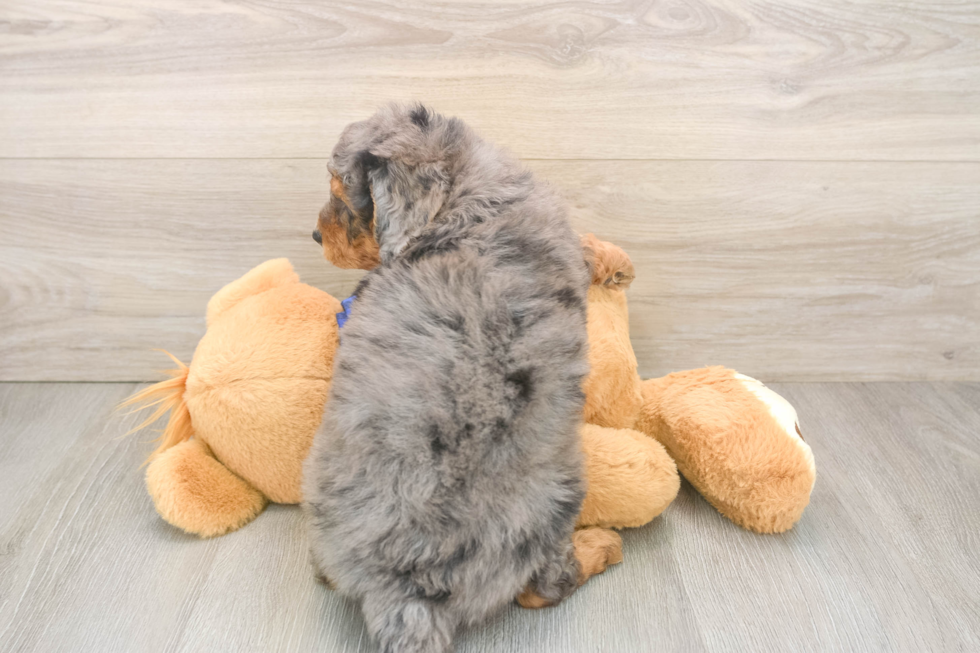 Mini Goldendoodle Pup Being Cute