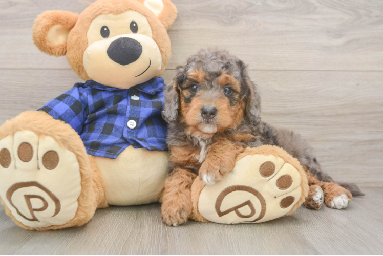 Mini Goldendoodle Pup Being Cute