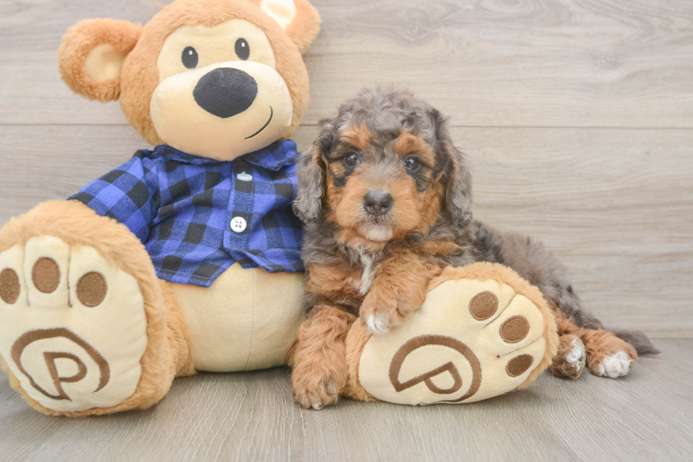 Mini Goldendoodle Pup Being Cute