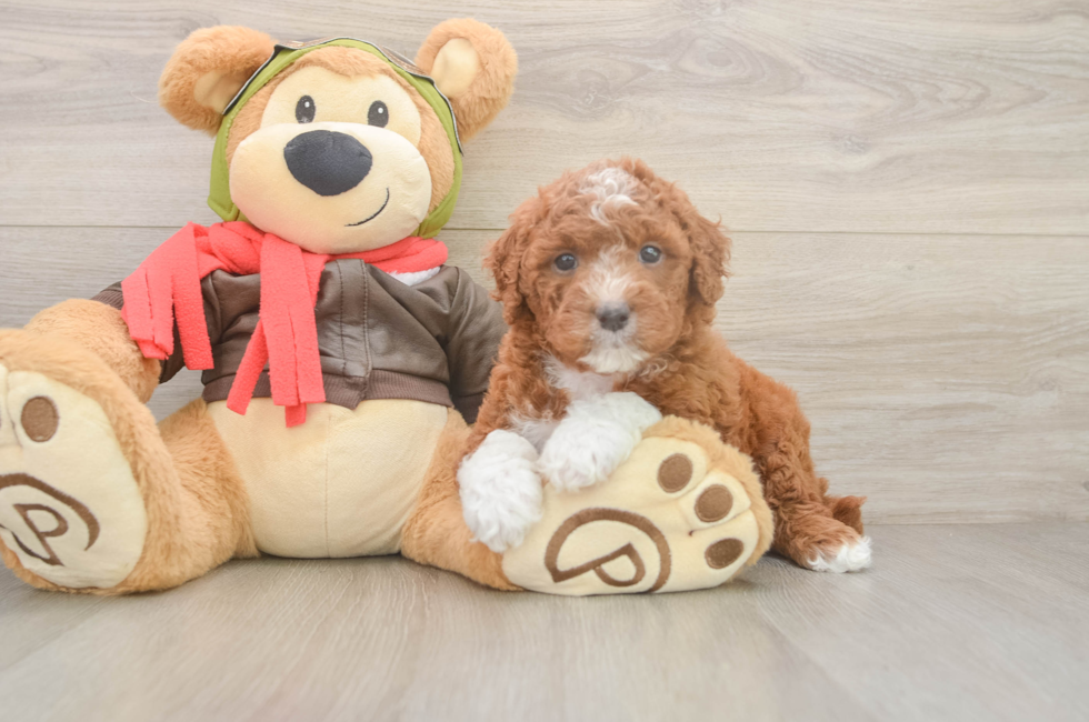 5 week old Mini Goldendoodle Puppy For Sale - Seaside Pups