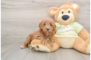 Cute Mini Goldendoodle Baby