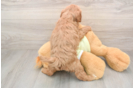 Mini Goldendoodle Puppy for Adoption