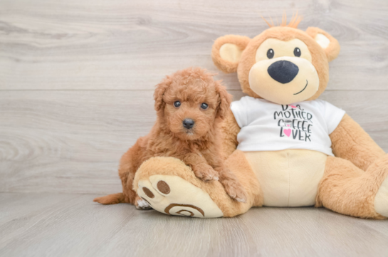 Cute Mini Goldendoodle Baby