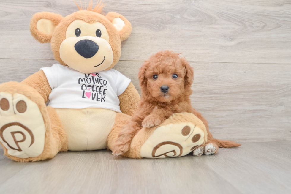 Popular Mini Goldendoodle Poodle Mix Pup