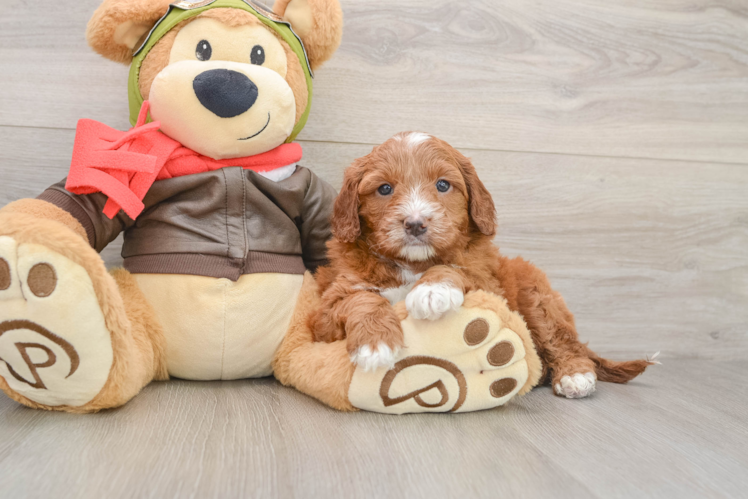Funny Mini Goldendoodle Poodle Mix Pup