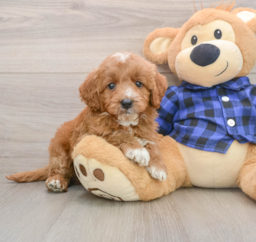 7 week old Mini Goldendoodle Puppy For Sale - Seaside Pups