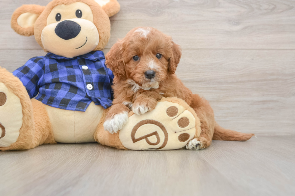 Little Mini Goldenpoo Poodle Mix Puppy
