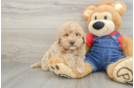 Best Mini Goldendoodle Baby