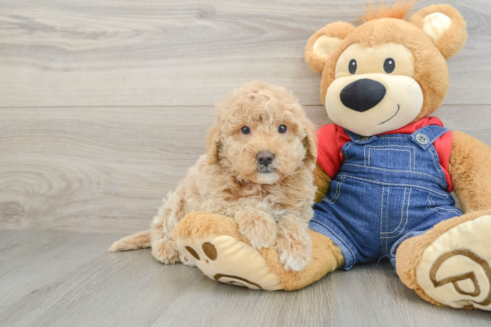 Best Mini Goldendoodle Baby