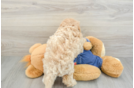 Best Mini Goldendoodle Baby