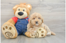 Popular Mini Goldendoodle Poodle Mix Pup