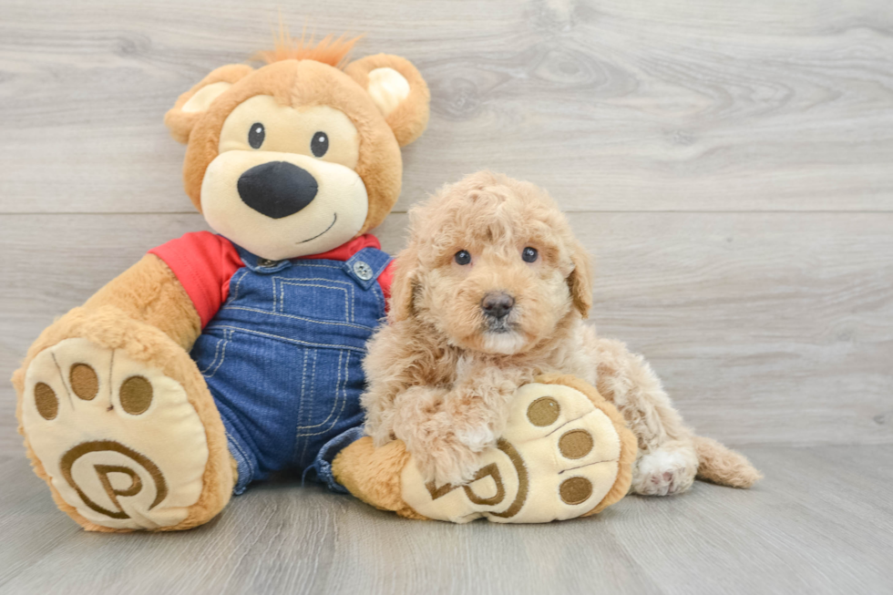 Popular Mini Goldendoodle Poodle Mix Pup