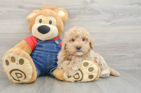 Popular Mini Goldendoodle Poodle Mix Pup