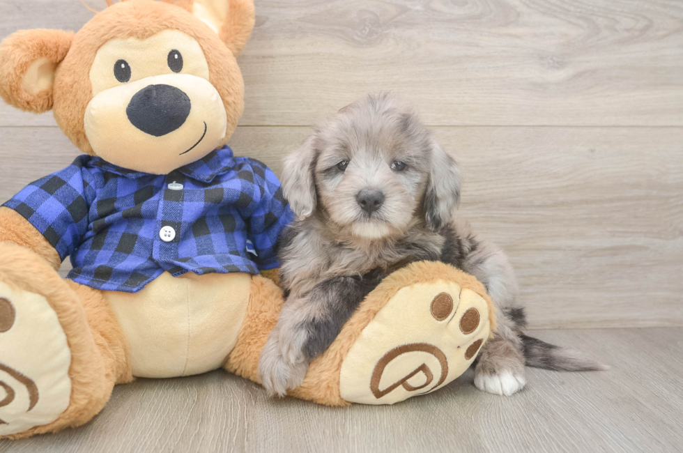 6 week old Mini Goldendoodle Puppy For Sale - Seaside Pups