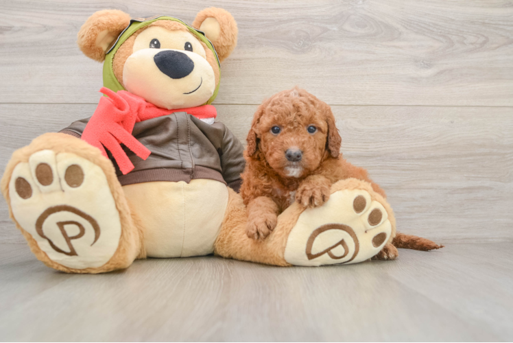 Adorable Golden Retriever Poodle Mix Poodle Mix Puppy