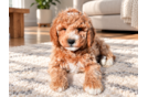 Cute Mini Goldendoodle Baby