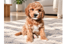Cute Mini Goldendoodle Poodle Mix Pup