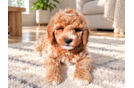 Cute Mini Groodle Poodle Mix Puppy
