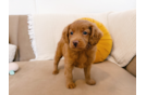 Mini Goldendoodle Pup Being Cute