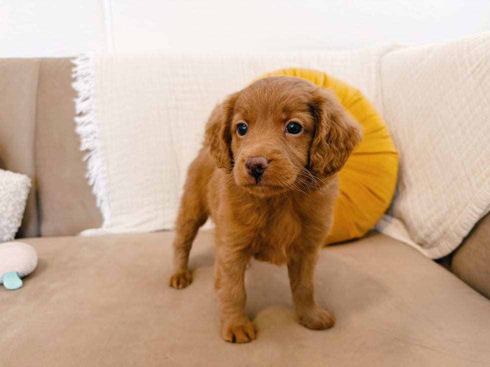 Mini Goldendoodle Pup Being Cute