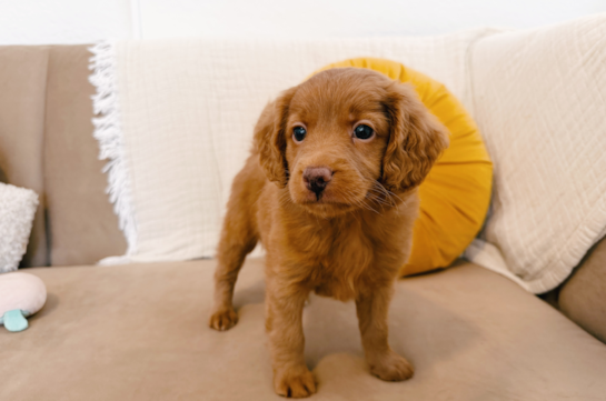 Mini Goldendoodle Pup Being Cute
