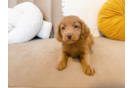 Cute Golden Retriever Poodle Mix Poodle Mix Puppy