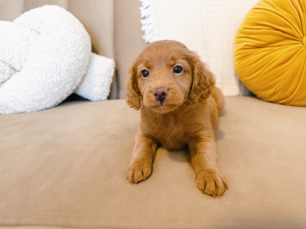 Cute Golden Retriever Poodle Mix Poodle Mix Puppy