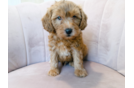 Mini Goldendoodle Pup Being Cute