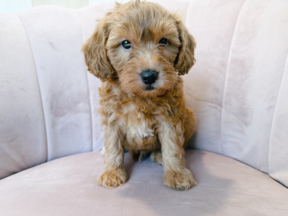 Mini Goldendoodle Pup Being Cute