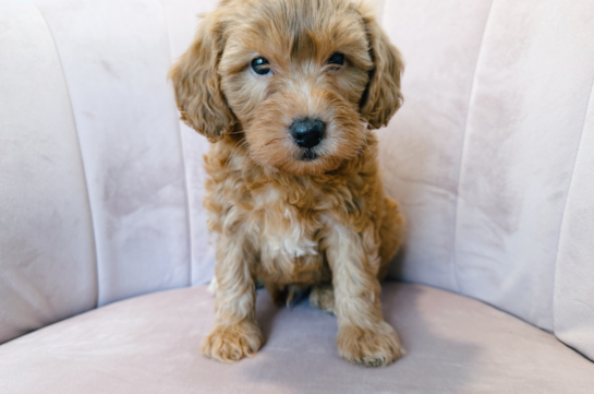 Mini Goldendoodle Pup Being Cute