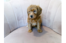 Mini Goldendoodle Pup Being Cute