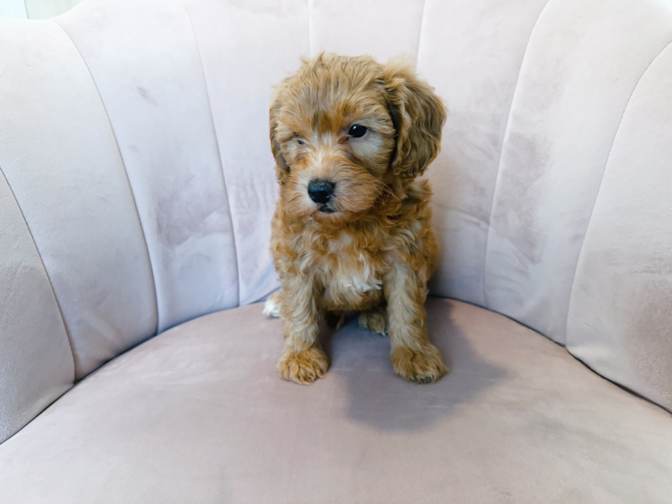 Mini Goldendoodle Pup Being Cute