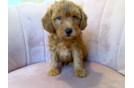 Mini Goldendoodle Pup Being Cute
