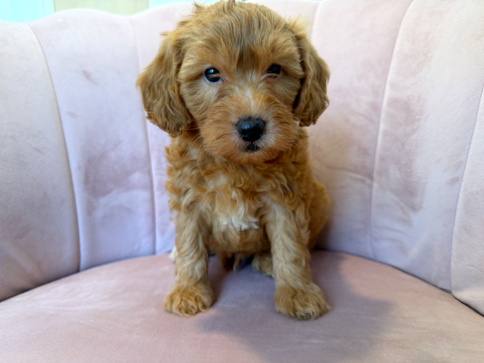 Mini Goldendoodle Pup Being Cute