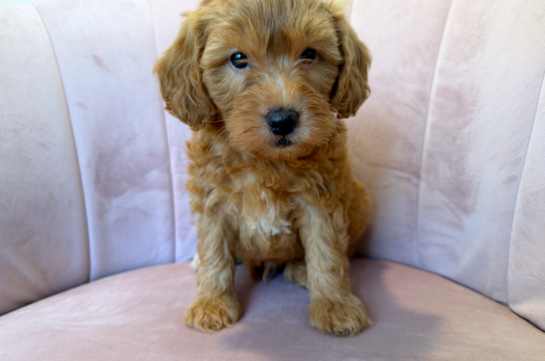 Mini Goldendoodle Pup Being Cute