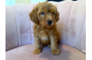 Cute Mini Groodle Poodle Mix Puppy