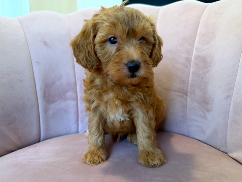 Cute Mini Groodle Poodle Mix Puppy