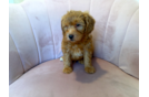 Mini Goldendoodle Pup Being Cute