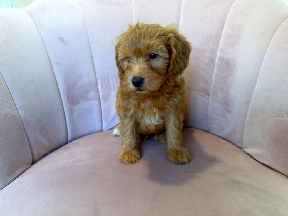 Mini Goldendoodle Pup Being Cute