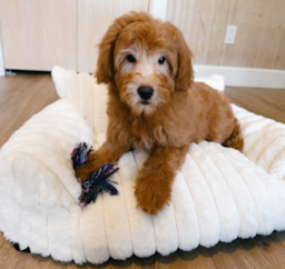 11 week old Mini Goldendoodle Puppy For Sale - Seaside Pups