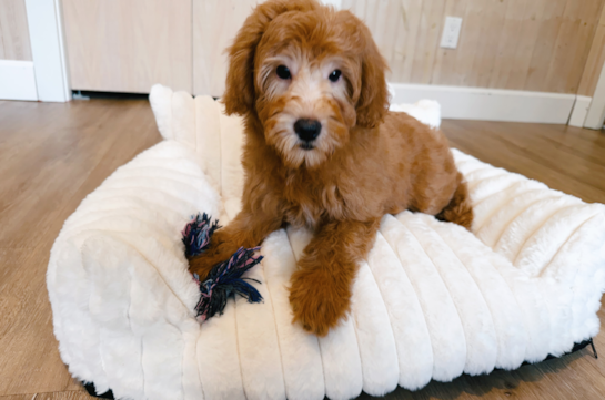 Mini Goldendoodle Pup Being Cute