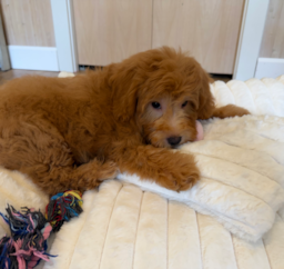 11 week old Mini Goldendoodle Puppy For Sale - Seaside Pups