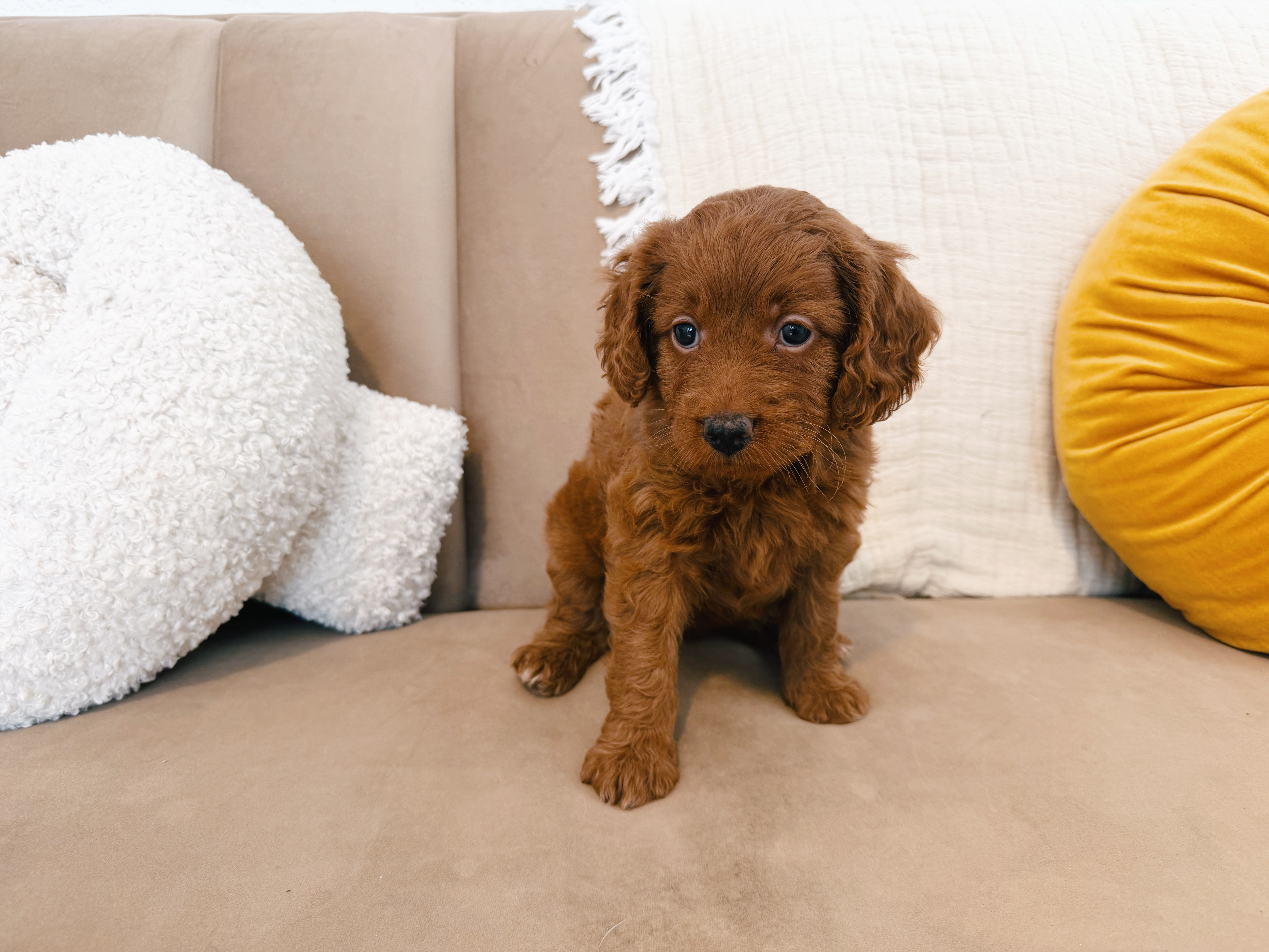 Cute Mini Goldendoodle Poodle Mix Pup